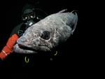 Toothfish & diver (c) Rob Robbins